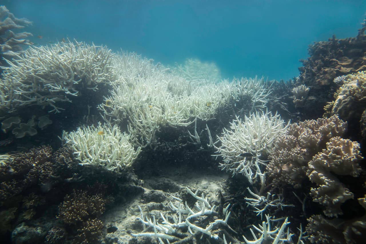 La Gran Barrera de Coral es un icono natural del mundo que está en peligro. Es más grande que el Reino Unido, Suiza y Holanda combinados. La cción humana dió como resultado un descenso del 50% en la cobertura de coral entre 1985 y 2012.