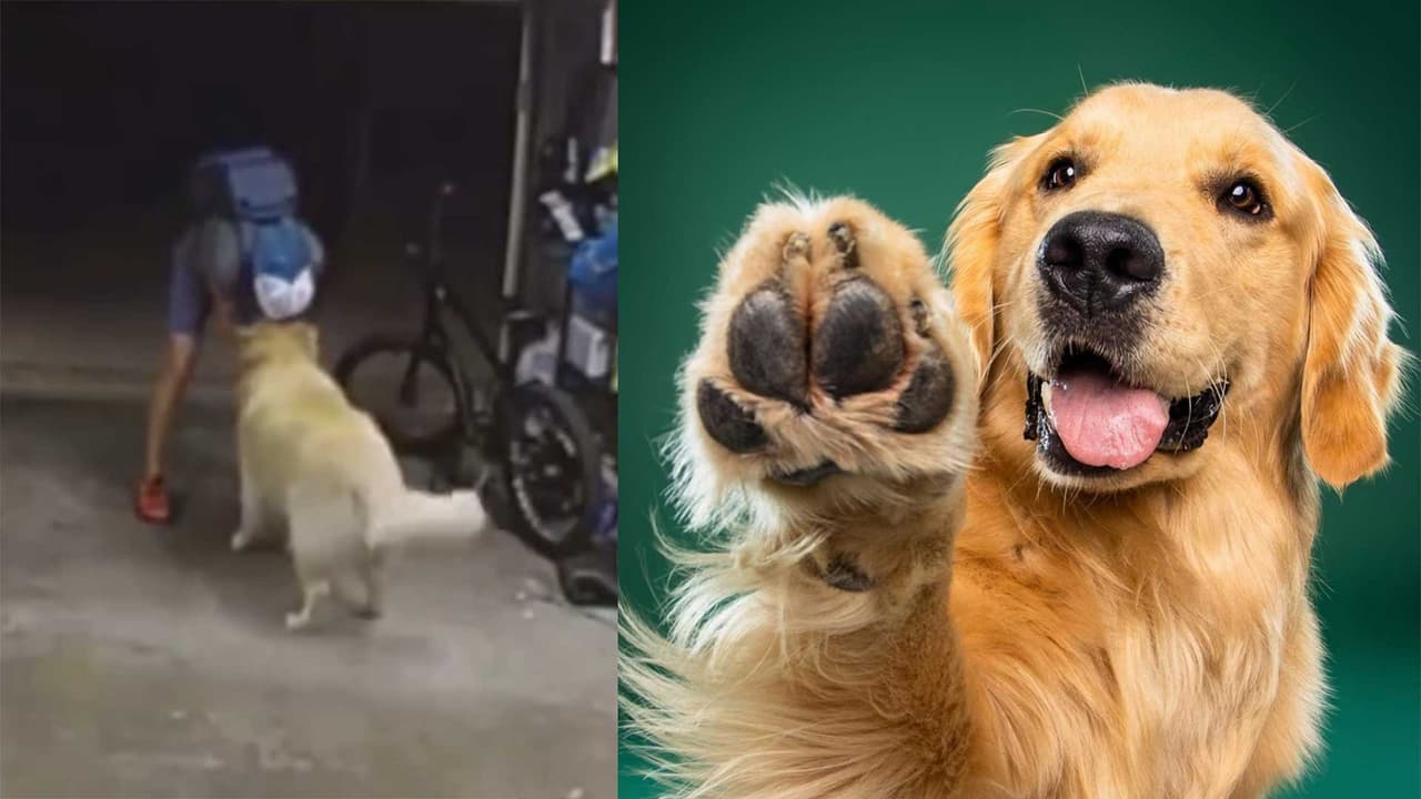 Perrito se hace amigo de un ladrón y se olvida de defender su casa: Internet ama su tierno video