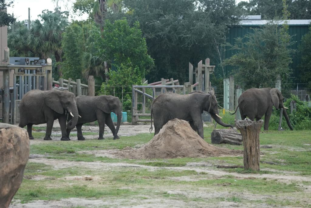 <b><a href="https://www.univision.com/local/tampa-wvea/huracan-milton-lista-de-refugios-tampa-condados-evacuacion" target="_blank">En el Zoo de Tampa cuentan con varios refugios,</a></b> de diversos tipos, para asegurar a las comunidades de animales que albergan.