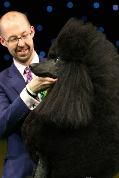 Este Poodle es lo máximo en cuanto a obediencia y habilidad se refiere.