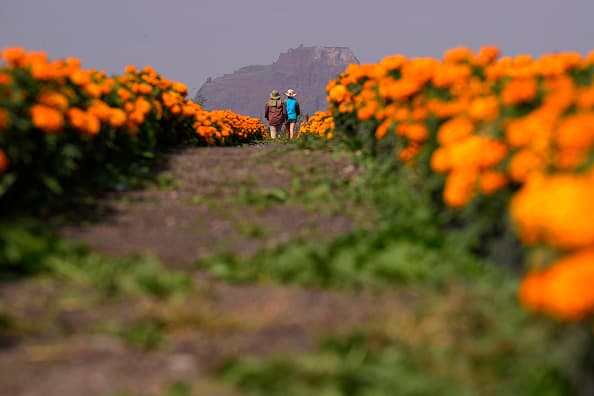 De acuerdo con la leyenda, los pétalos de esta flor sirven para marcar el camino que los muertos deben de seguir después de abandonar el mundo terrenal. 
<br>