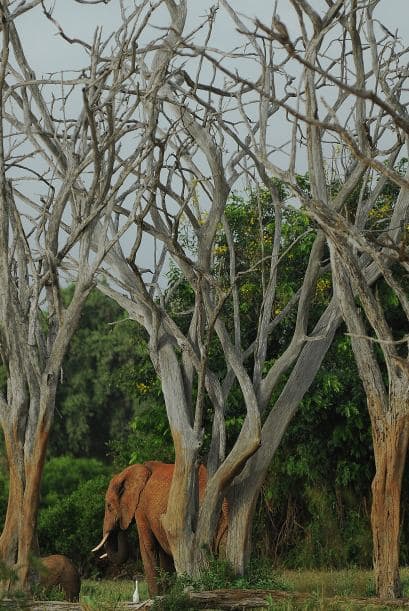 Miles de animales son víctimas de la caza furtiva y mueren a manos de delincuentes.