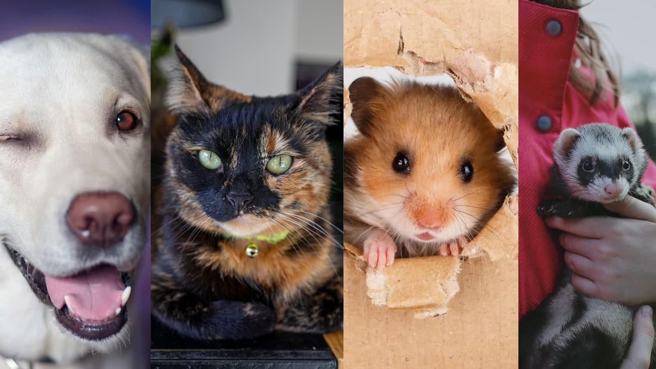 Conoce cuáles son las mascotas más populares en Pensilvania

