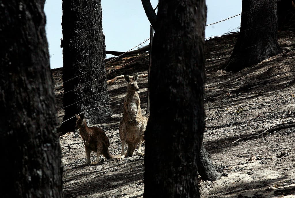 Los incendios en 
<b><a href="https://www.univision.com/radio/radio-nacional/incendios-en-australia-desgarradoras-imagenes-de-la-perdida-de-millones-de-animales-y-su-habitat-fotos" target="_blank">Australia</a></b> no cesan y los famosos hacen campañas para reunir recursos y ayudar al país que ha sufrido más de 20 pérdidas de humanos, más de 500 millones de animales y son más de seis millones de hectáreas afectadas.