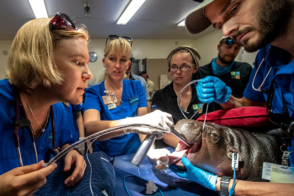 La Dra. Gaby Flacke, la Dra. Gwen Myers, la cuidadora Tabitha Miller y el Dr. Jimmy Johnson trabajan juntos para anestesiar al hipopótamo.