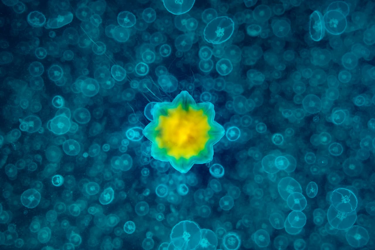 Uno en un millón - Ganador, categoría gran angular. Una medusa melena de león ártica se eleva hacia la superficie apartándose de un enorme banco de medusas que se extendía por cientos de metros de largo con dos a veinte metros de profundidad.