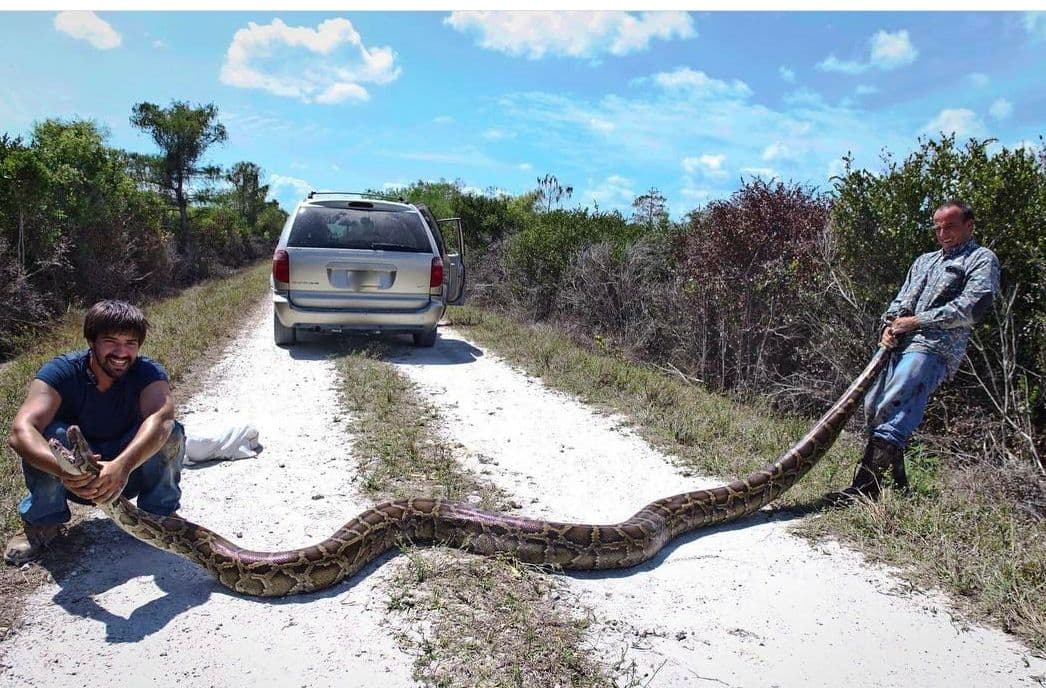Capturan una pitón birmana de 15 pies y 144 libras en el sur de Florida 