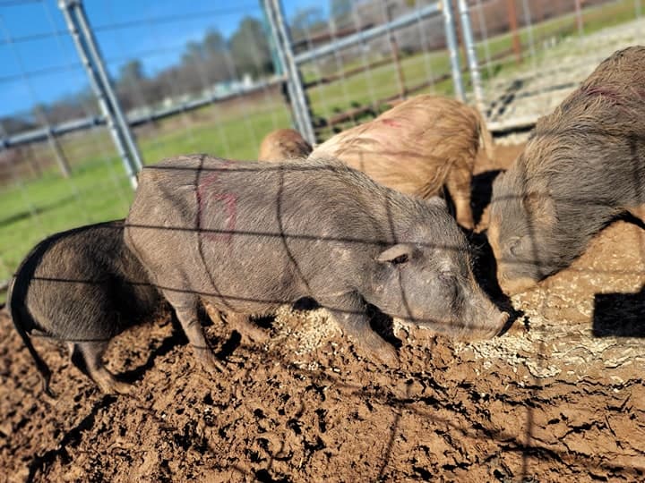 Las donaciones se pueden entregar al Servicio del Control de Animales del Condado de Yuba llamando al 530-741-6478.