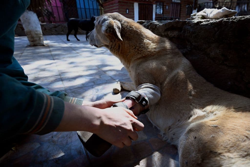 Un trabajador coloca una prótesis a Pay de Limón. Un grupo narcotraficante le cortó las patas delanteras hace unos 10 años