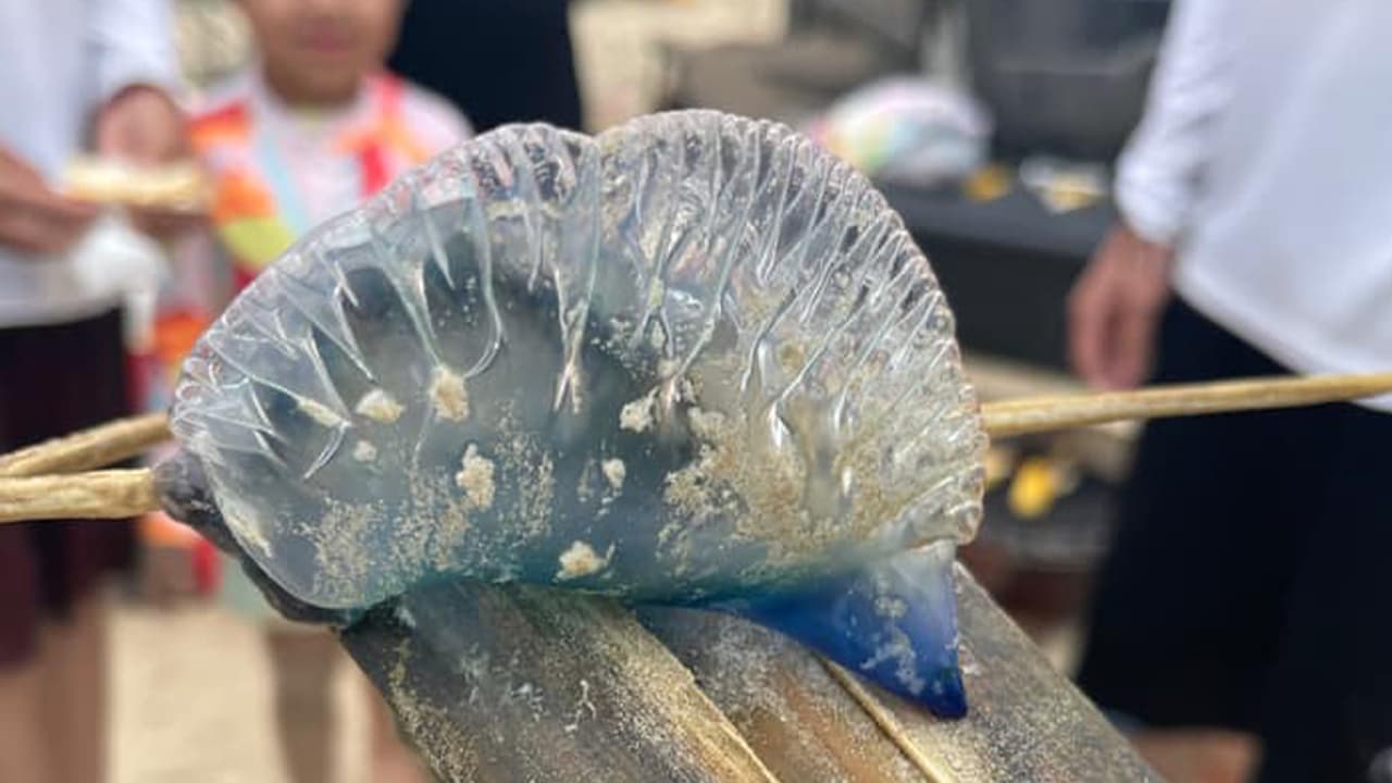 Carlos Mayra Martínez: "Hoy estamos aquí y esto encontró mi esposo".