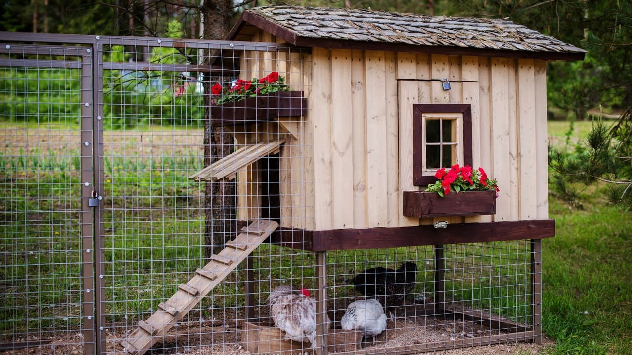 El precio de los huevos está en aumento debido a factores como la Gripe Aviar y la escasez. Debido a esto, algunas personas en Houston están optando por comprar sus propias gallinas para autoabastecerse. Te explicamos qué debes tener en cuenta si deseas tomar esta alternativa y construir una mini granja en casa.