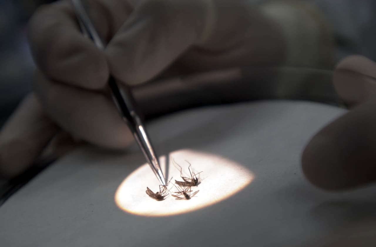 Confirman los primeros casos del virus del Nilo Occidental en Kern: esto es lo que debes hacer para protegerte