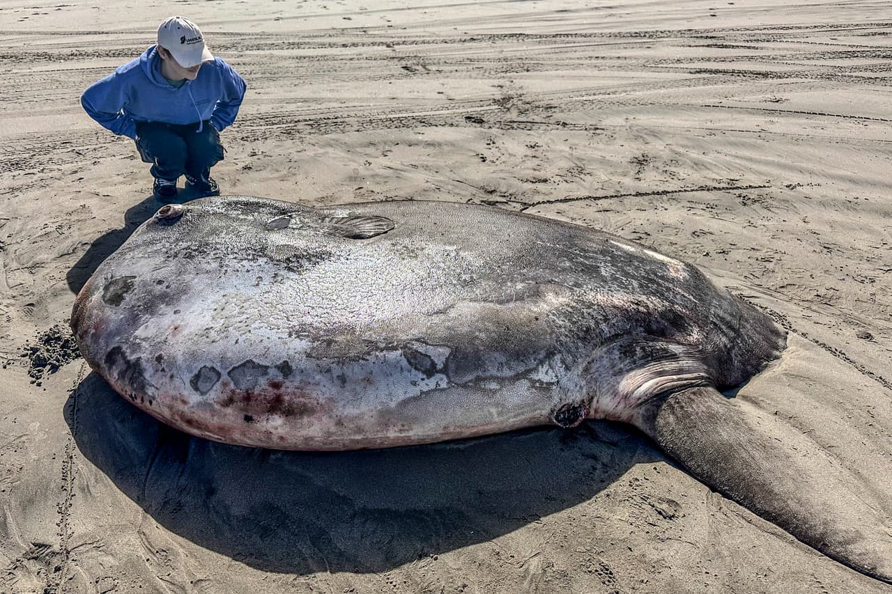 El extraño e inmenso pez más grande que una cama king-size que apareció en la costa de Oregon