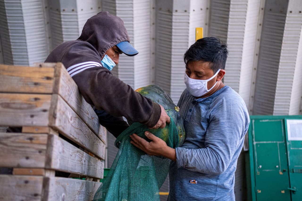 Carlos González, el propietario de la finca de 375 acres que lleva su nombre, acusa a sus compatriotas de "perder la cultura de trabajo". No obstante, reconoce que las ayudas federales no son los únicos responsables de la fuga de trabajadores.
<br>