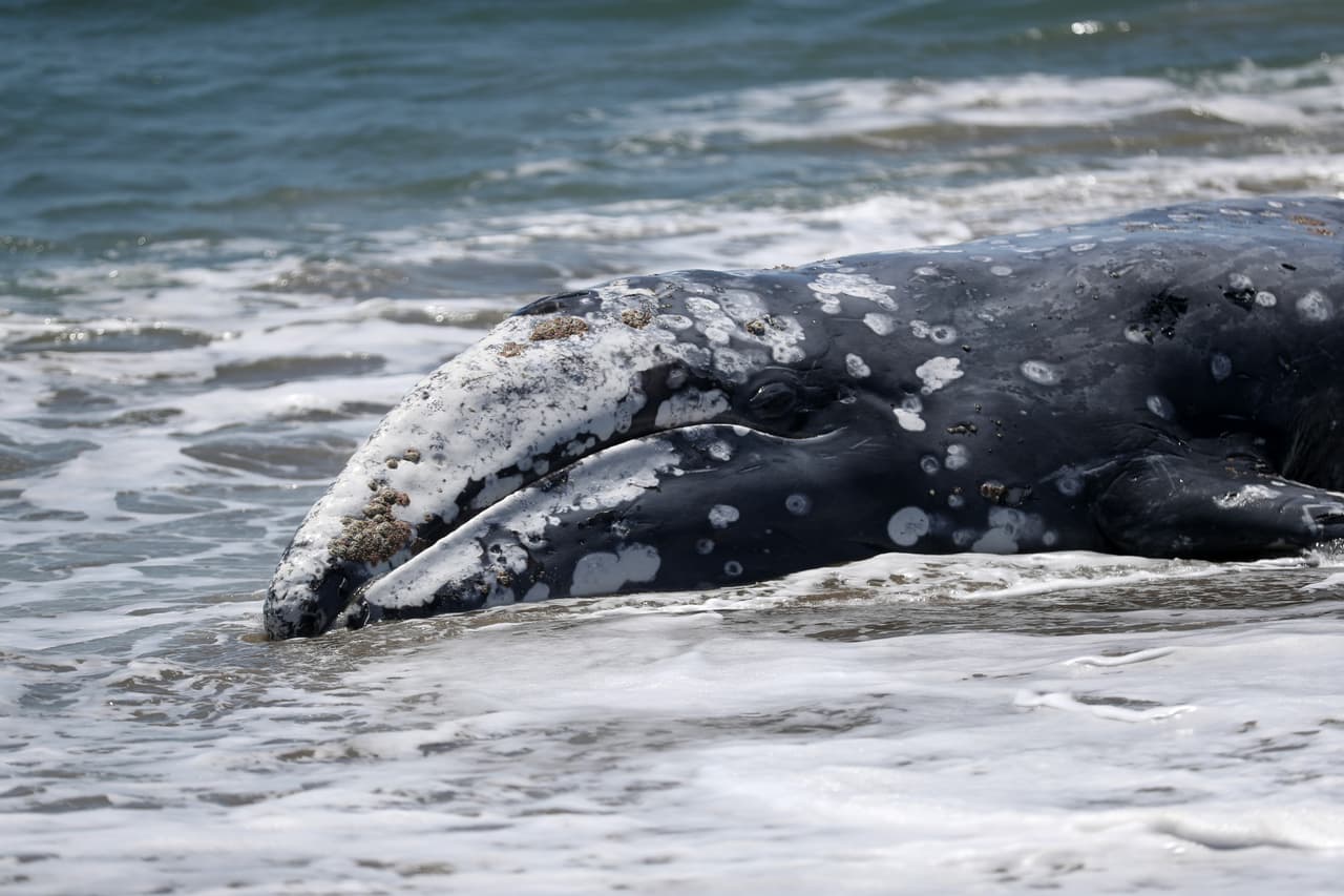 Algunas de las ballenas que han sido 
<a href="https://www.univision.com/local/san-francisco-kdtv/inusual-espectaculo-en-las-playas-de-la-bahia-de-san-francisco-10-ballenas-muertas-en-dos-meses-fotos-fotos" target="_blank">arrastradas por las corrientes</a> hasta las costas han llegado muertas y visiblemente demacradas. Otras han muerto al recibir golpes de embarcaciones.