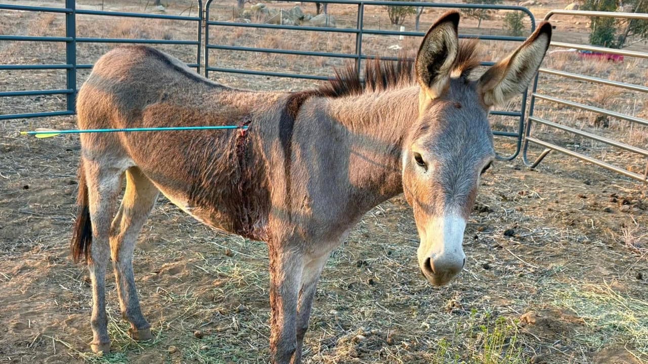 Cupido: el burro salvaje atacado con flecha que lucha por su vida