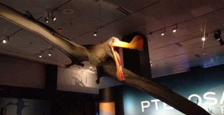 Vuela como un pterosaurio en el Museo de Historia Natural