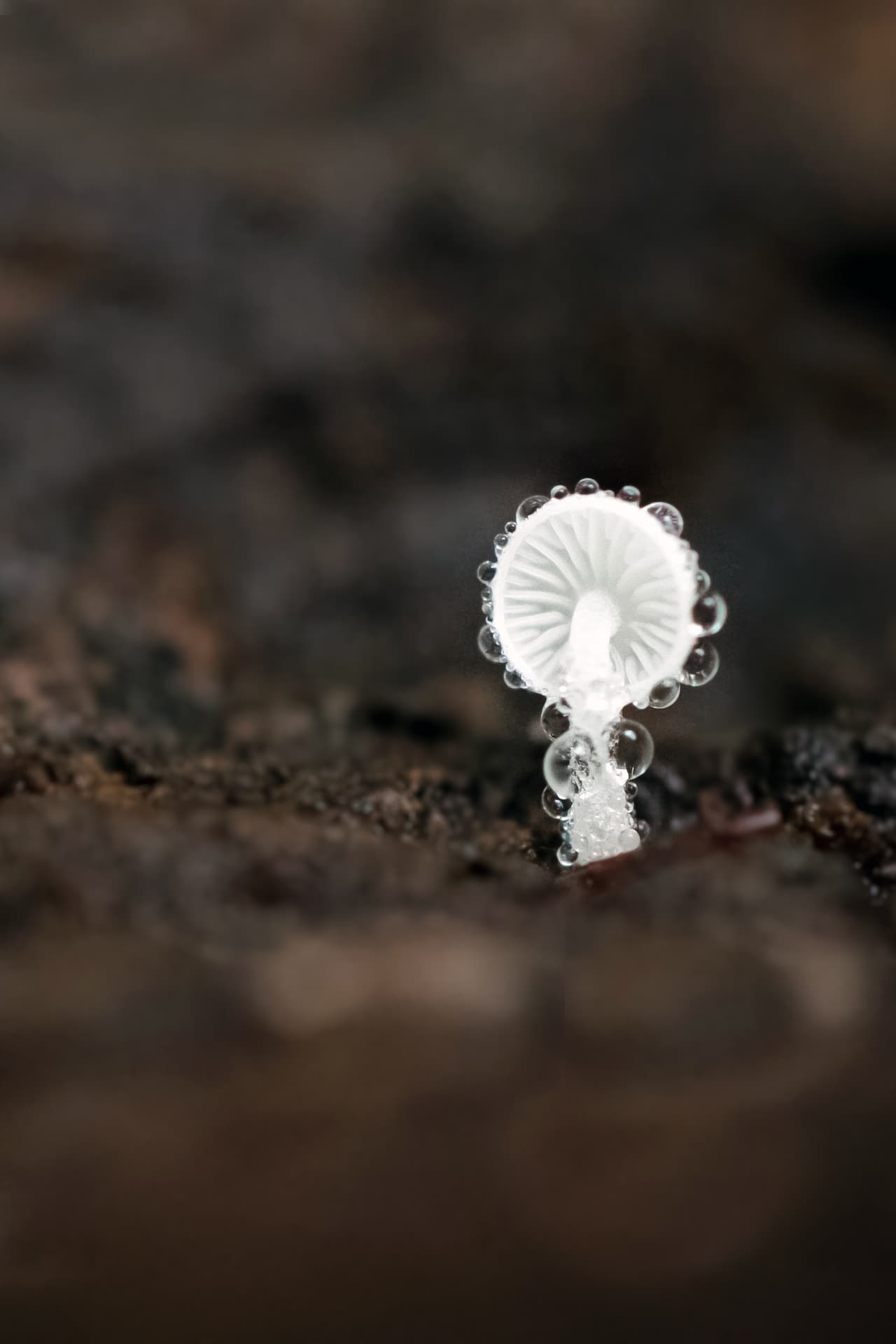 <b>ESTUDIANTE GANADOR (categoría 'El Arte de la Ecología') 'Pequeño Minúsculo Mundo'. </b>Este pequeño hongo, un Mycena spp. estaba creciendo dentro de un tronco podrido. Debido a las condiciones microclimáticas dentro del tronco, se había formado condensación en el Mycena, que se alimenta de madera muerta y basura.