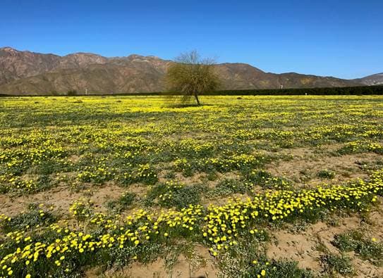 Tras el paso de las lluvias que empararon el estado de California este invierno, algunas regiones desérticas han visto una transformación debido a la aparición de flores silvestres, un fenómeno conocido como ‘superbloom’ (superfloración). Foto cortesía de
<b><a href="https://www.instagram.com/natstagramme/" target="_blank">Nathanaël Prunet</a></b>.