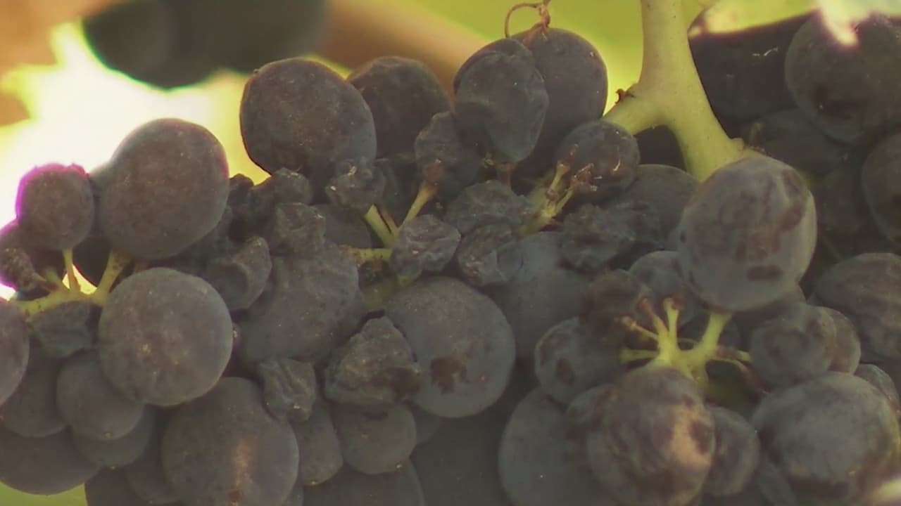 Gran estreno de 'Vino el Amor', la telenovela que se graba en California