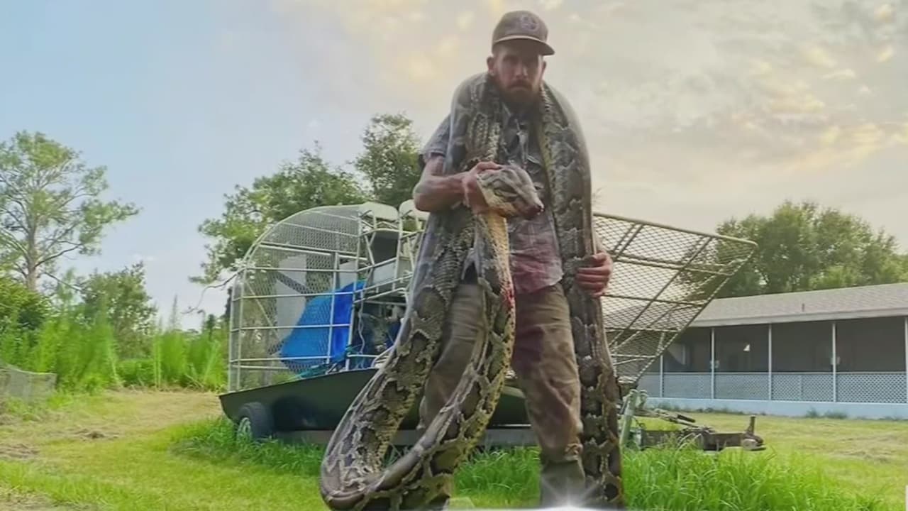 Hombre captura una enorme serpiente de 17 pies y 150 libras en los Everglades