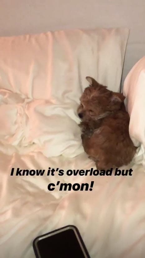 Hailey captó tierno momentos donde el cachorro se ve dormido.