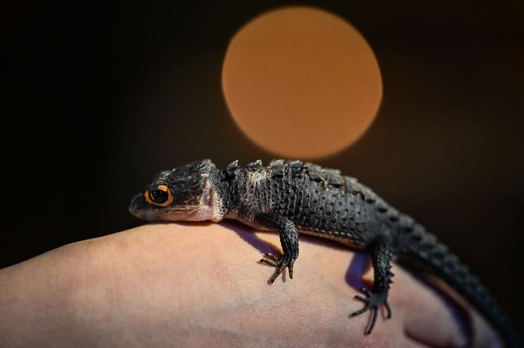 La sexta extinción masiva de especies ya empezó, alertan científicos