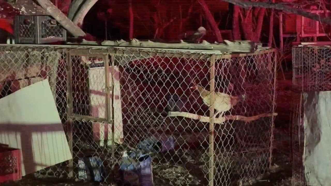 Identifican a 5 hombres arrestados por peleas de gallos clandestinas en San Antonio