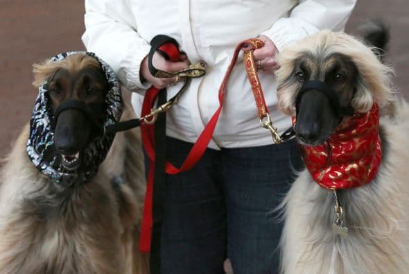 Mientras otros de la misma raza, esperaban para soltarse la melena e impactar a todos.