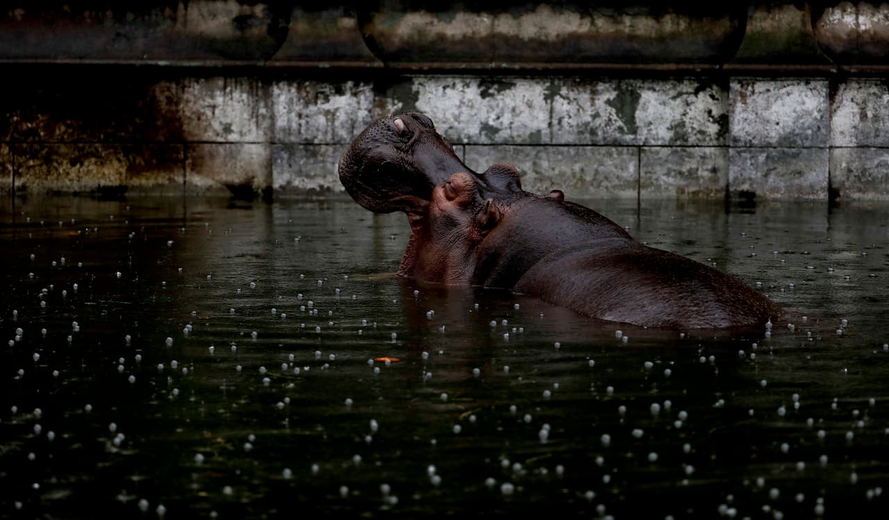 Guille, un hipopótamo, en su piscina.