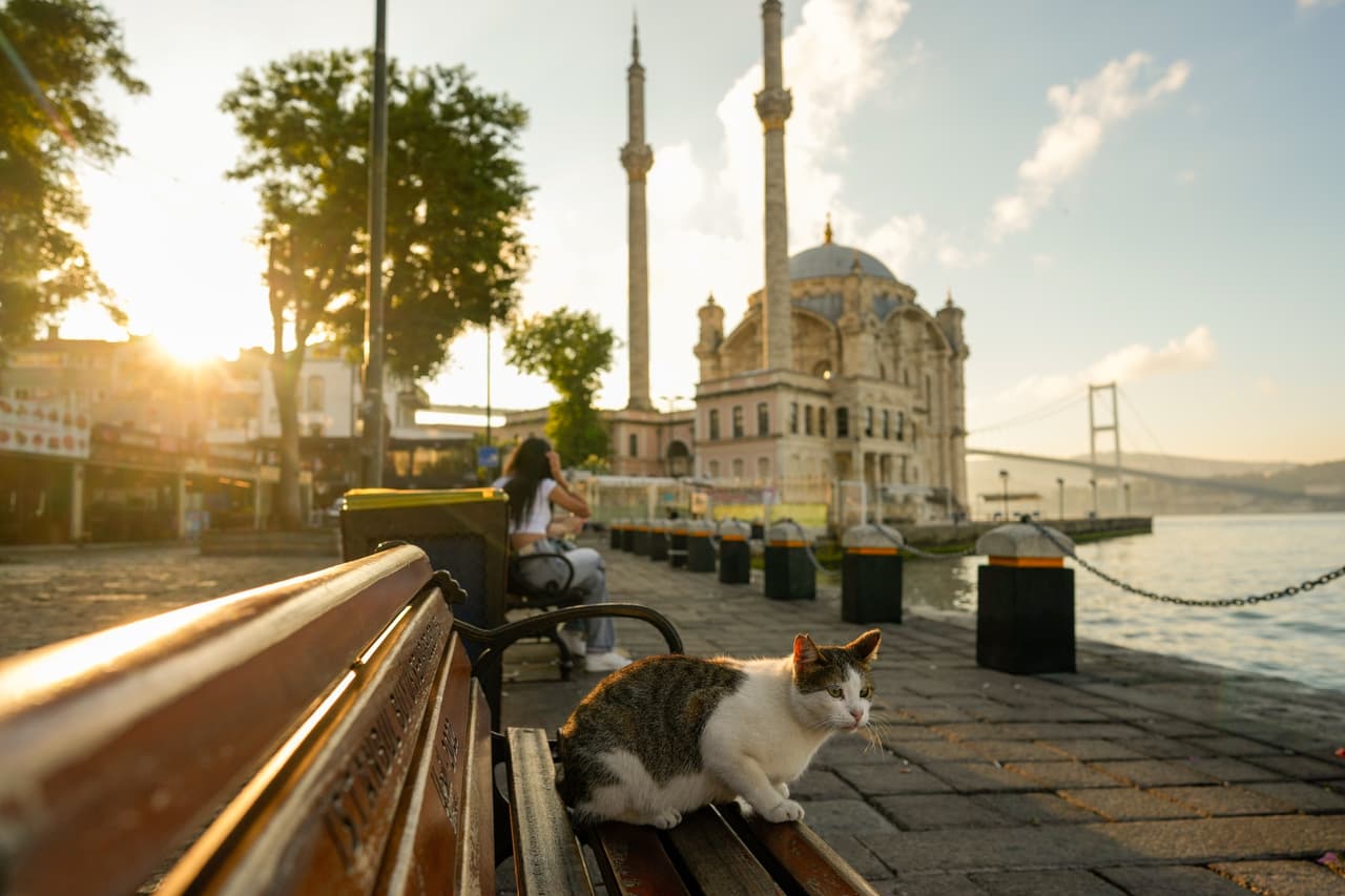 Un gato callejero descansa en un banco frente a la mezquita de Ortakoy en la madrugada del viernes 26 de junio de 2026 en Estambul, Turquía. (Foto AP/Emrah Gurel)