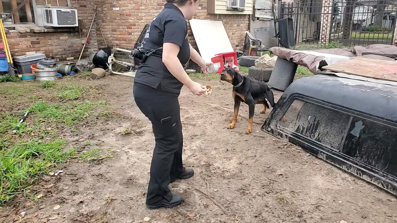 Vivían con poca comida y agua, por lo que el personal de Houston SPCA comenzó a atenderlos.