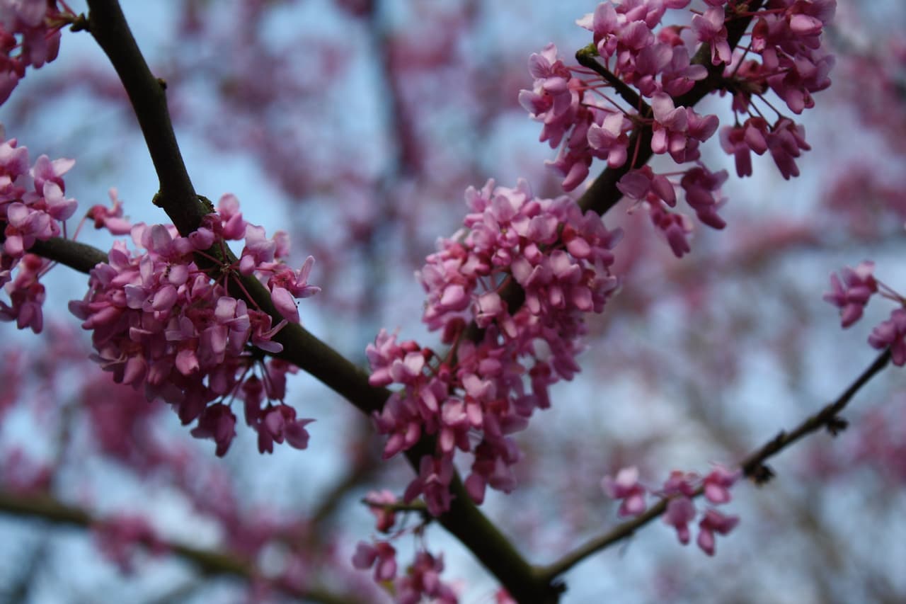 Aunque en el norte de Texas no hay mucha vegetación, las vistas de este parque son muy diferentes.
<br>