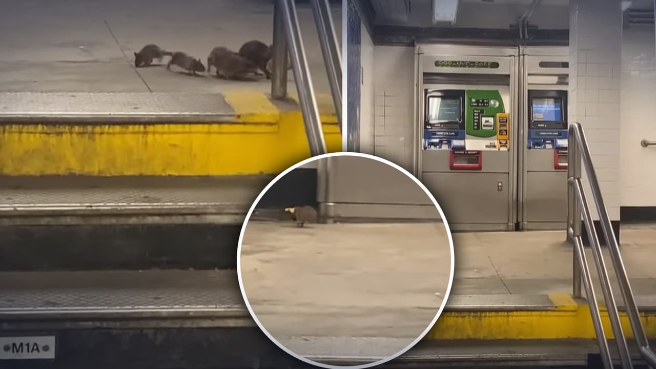 Un grupo de ratas peleando por pizza en el metro de Nueva York es captado en video