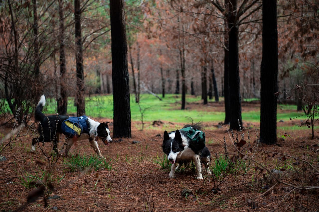 Luego en la siguiente primavera se espera que regresen especies de polinizadores como las abejas, críticos para reiniciar el ciclo de reproducción y dispersión de la vegetación y por ende, el sustento de todas las especies.