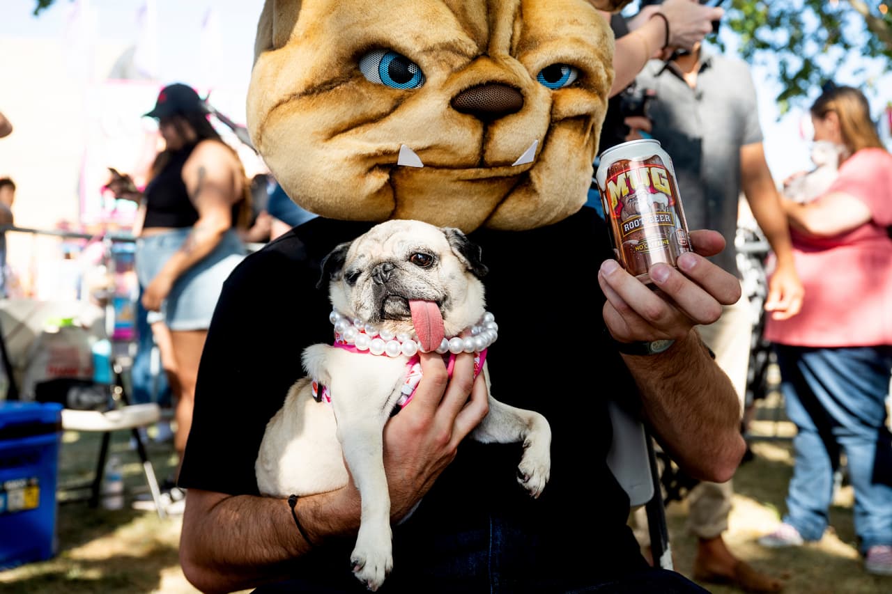 Jinny Lu, un pug de 5 años que compite en el concurso del perro más feo del mundo en la feria del condado Sonoma, en Santa Rosa, California, el viernes 8 de agosto de 2025.