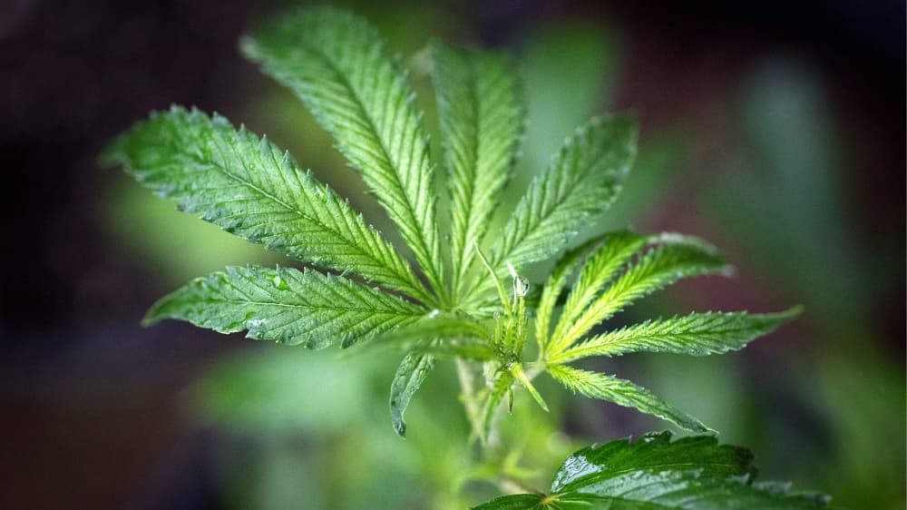 Vermont será el primero en aprobar el uso de la marihuana recreativa por vía legislativa y no por referéndum como otros estados