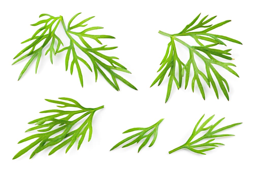 El eneldo además tiene un efecto un tanto sedante, pero sobre todo expectorante y broncodilatador que ayuda a expulsar las flemas de forma natural y así además de aliviar el catarro o la tos, disminuye los dolores de cabeza.