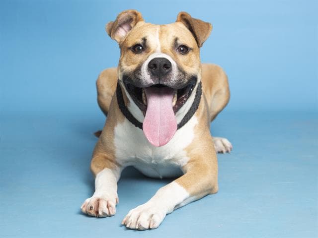 Buddy quiere vivir grandes aventuras junto a su mejor amigo. Es un chico de 3 años.