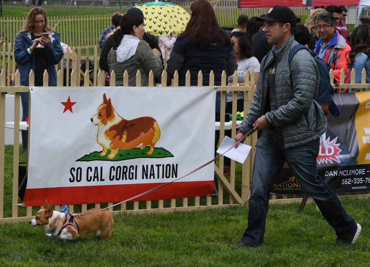 Esta raza es conocida por ser usada como perro pastor.