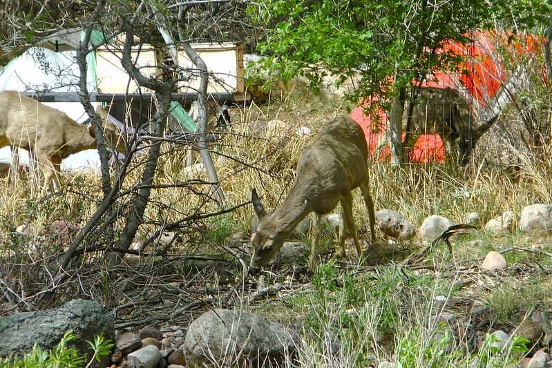 En el fondo del cañón, hay varios lugares designados para acampar y solo un alojamiento de cabinas conocido como Phantom Ranch.