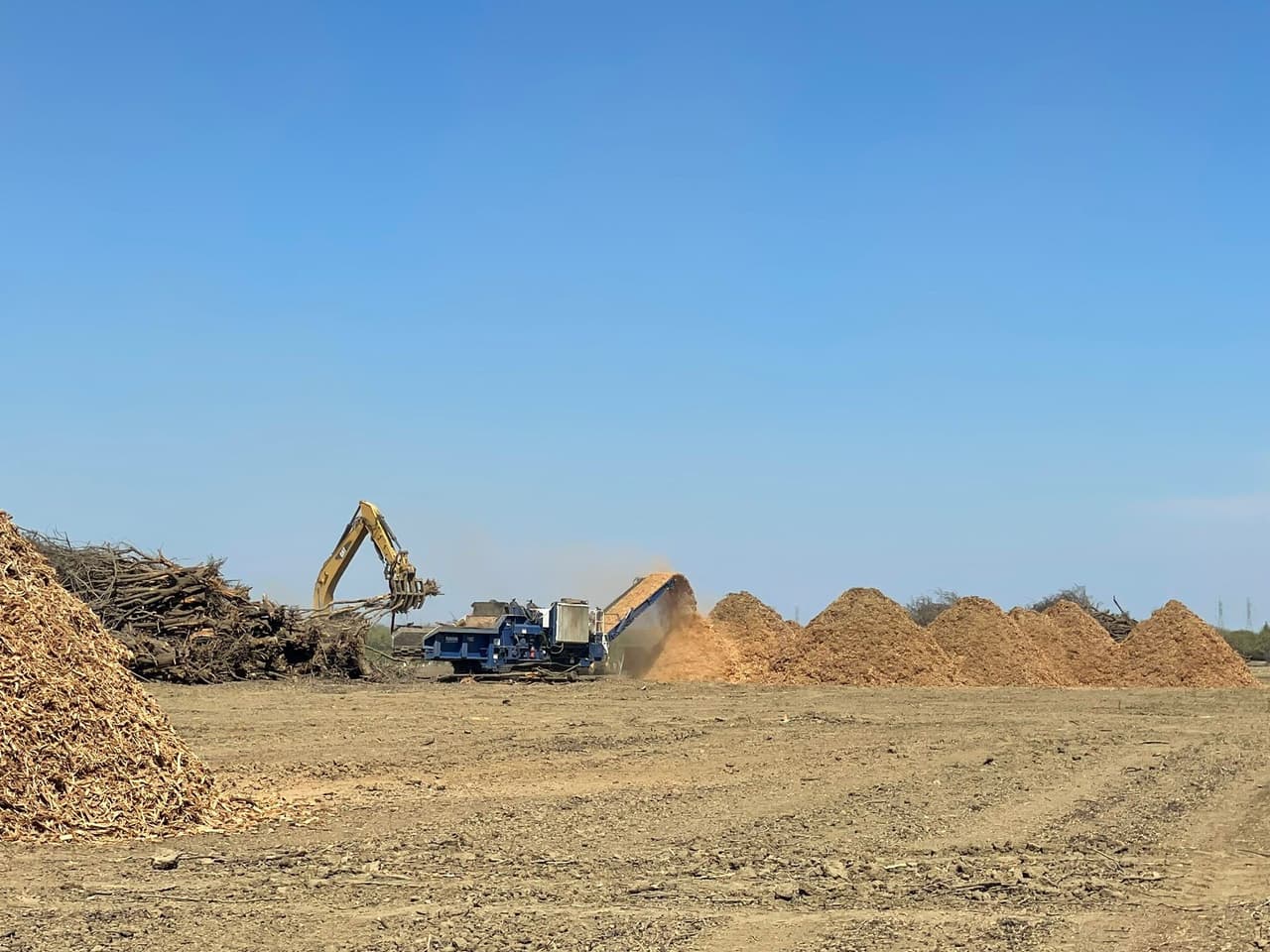 Cientos o quizá miles de árboles se han convertido en aserrín, lo que obliga a los trabajadores del campo a buscar nuevos horizontes.