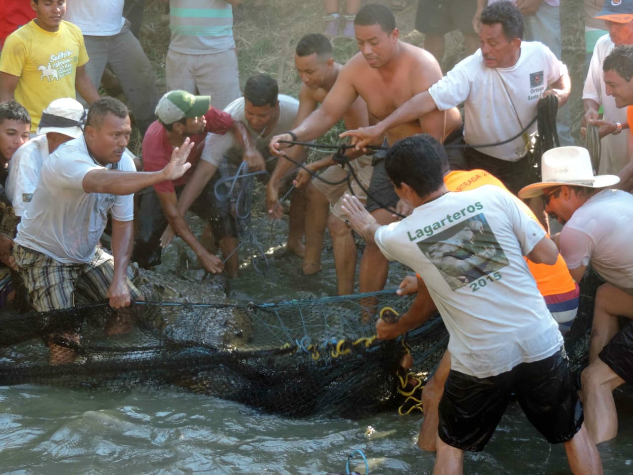 Imagen de archivo de la "lagarteada" en 2015, en el momento en que un grupo de hombres captura al cocodrilo.