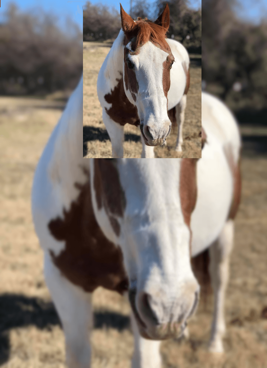 Disparan a un indefenso caballo pinto en el condado Parker y provoca indignación 
