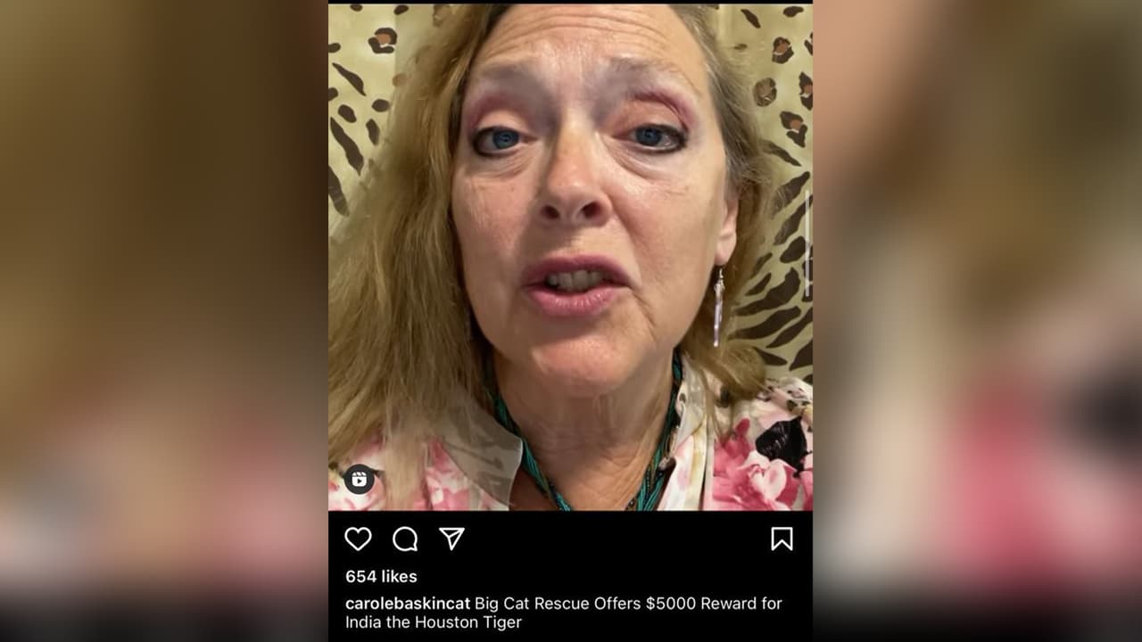 <b><a href="https://www.univision.com/local/houston-kxln/victor-hugo-cuevas-escapo-con-un-tigre-enfrenta-cargos-en-fort-bend-1">Carole Baskin</a></b> es reconocida en Florida por su labor de proteger a los animales y cuenta con un santuario donde les dan los cuidados que requieren. A través de su cuenta de Instagram, Baskin, fundadora y directora ejecutiva de Big Cat Rescue hace un llamado para reportar cualquier pista que lleve a localizar al enorme felino.
