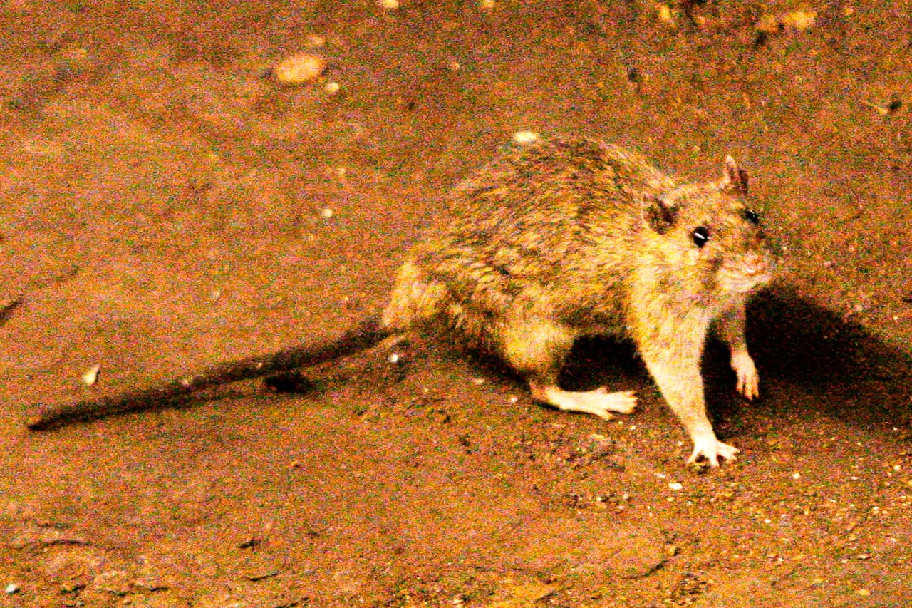 FILE - In this June 15, 2010 file photo, a rat wanders the subway tracks at Union Square in New York. (AP Photo/Frank Franklin II, File)
