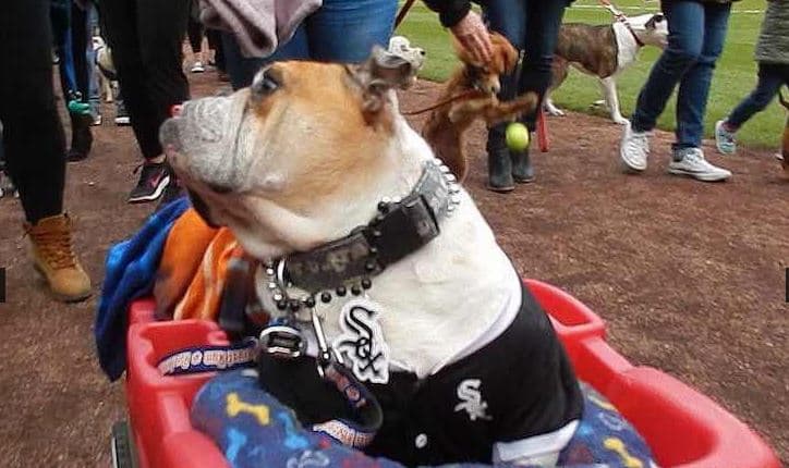 En 2016, el equipo impusó el récord Guinness de más perros en un evento deportivo con una asistencia de 1,200 perros.
<br>