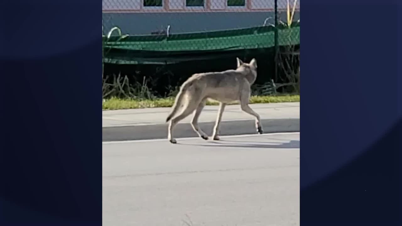 Además recomiendan no alimentarlos y no dejar comida al aire libre que 
<a href="https://www.univision.com/local/miami-wltv/coyotes-en-zonas-residenciales-del-sur-de-florida-podrian-comer-gatos-y-perros-pequenos">puedan atraer a un coyote. </a>
<br>
