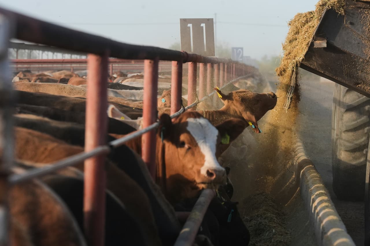 EEUU y México acuerdan suspensión de intercambio de animales vivos para contener avance del gusano barrenador