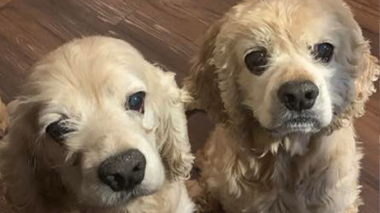 "Estos son mis hermosos peluditos, los amo", escribi´ø Carmen Cancino en nuestro 
<a href="https://www.facebook.com/noticias45houston/posts/pfbid03524iGuwxA3sa7wsyoHotjsVciBNegrc1rJvgNNPBgbuTkdHqMSuGKuUwd5Pwwhcbl" target="_blank">Facebook</a> donde también dejaron decenas de fotos de cachorros.